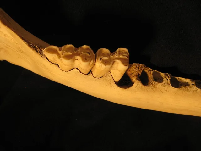 bone, teeth, jaw, skeleton, anatomy, bovine, molars, dentist, ox, black teeth. What separates the strong dental website marketing examples from the weak