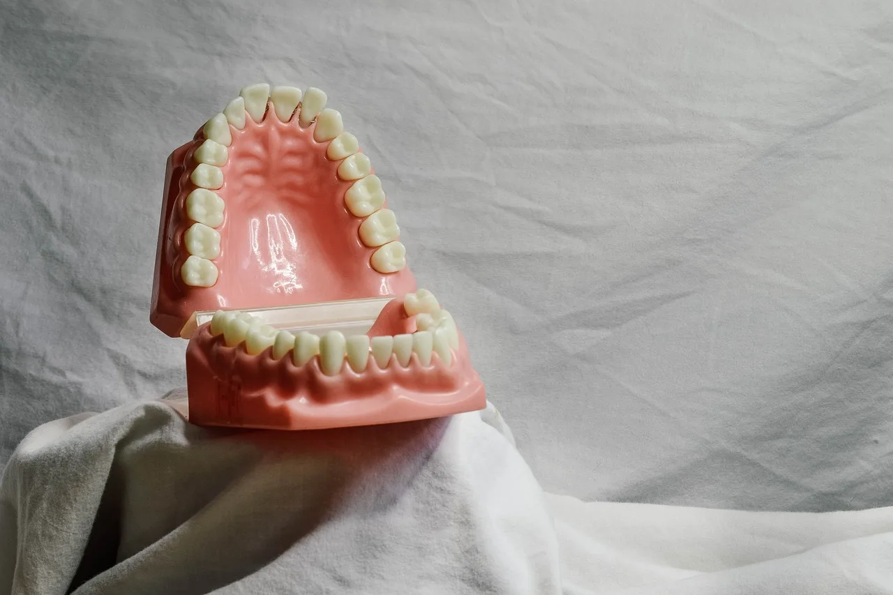 teeth, dental, dental model, mouth, model, dental training tool, dentist, bite, dentistry, molar, teeth, teeth, dental, dental, dental, dental, dental, dental model, mouth, dentist, dentist, dentist, dentistry, dentistry, dentistry, dentistry, molar, molar, molar, molar. HIPAA compliant dental marketing: core rules